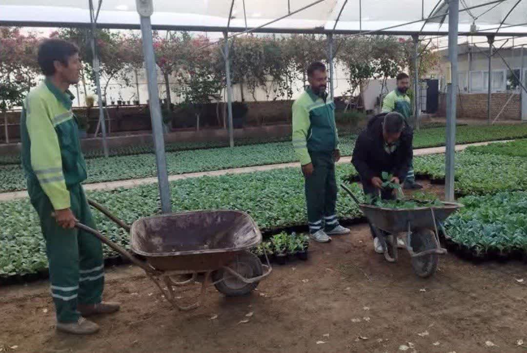 پاییز سبزوار با کاشت ۱۰۰ هزار گلدان کل رنگی‌تر می‌شود