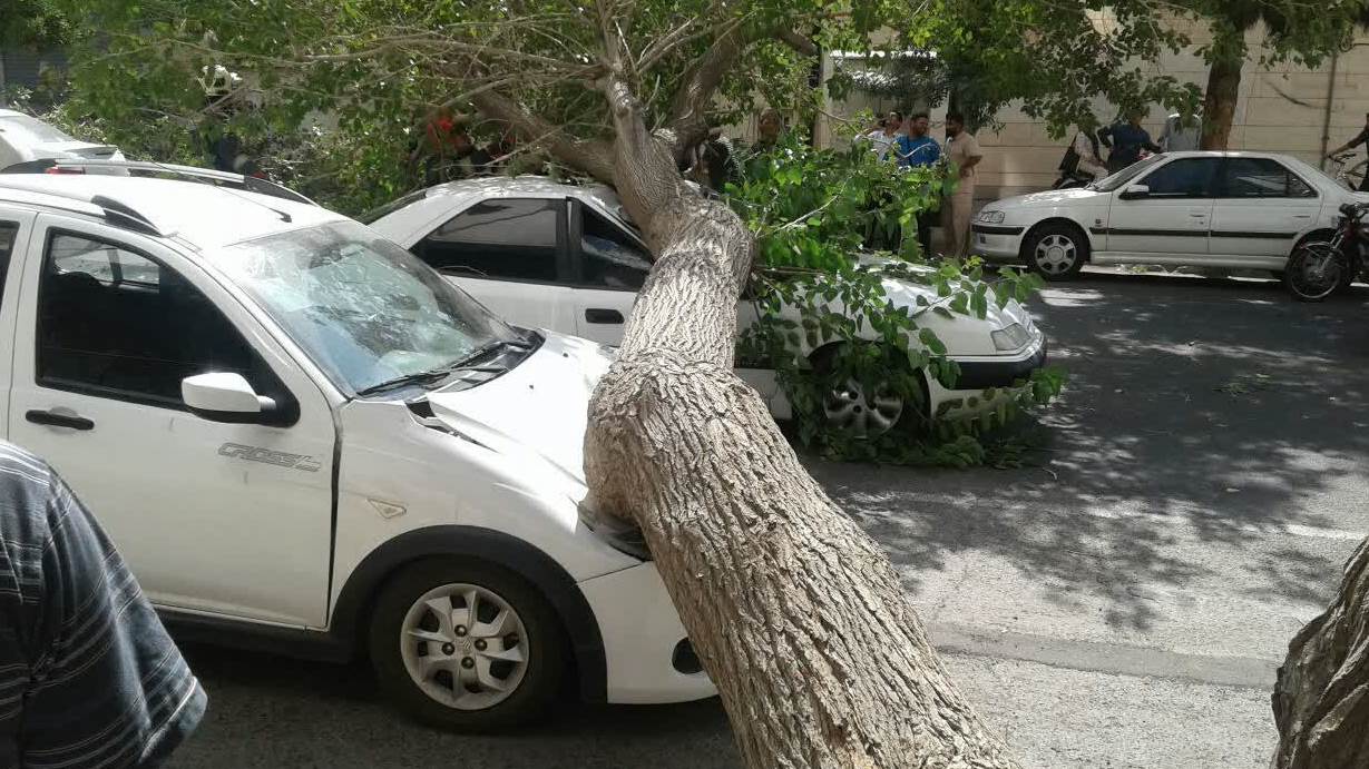 بازگشایی و رفع خطر مسیر سقوط درخت در خیابان جوانمرد